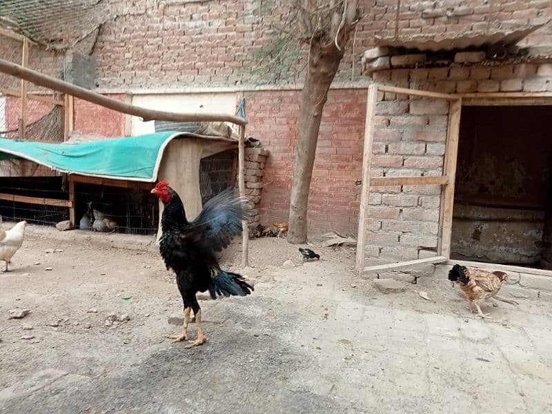 Aseel Mianwali Hen with 12 chicks 4