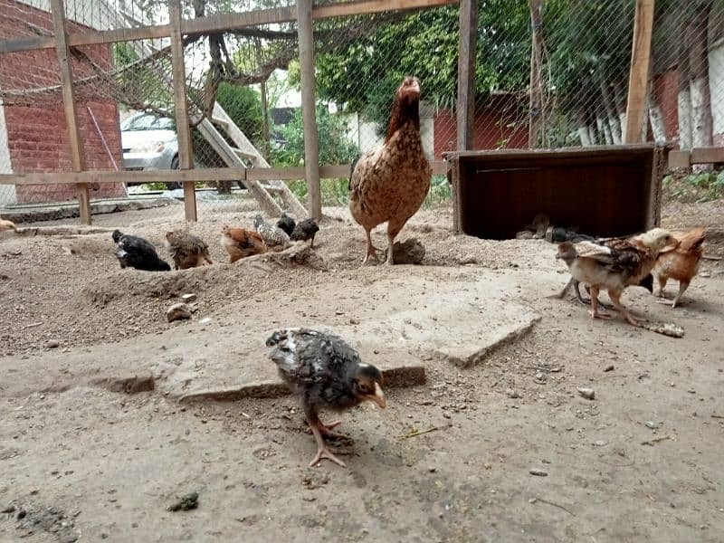 Aseel Mianwali Hen with 12 chicks 5