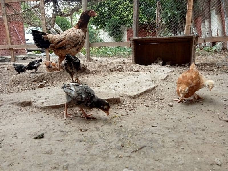 Aseel Mianwali Hen with 12 chicks 6
