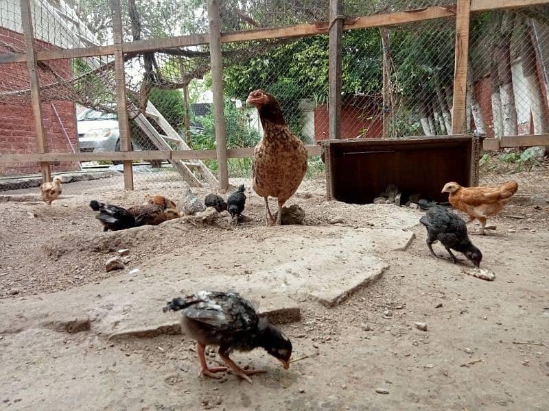Aseel Mianwali Hen with 12 chicks 7