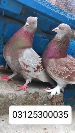 frill back beautiful breeder pair/fancy pigeon kabooter