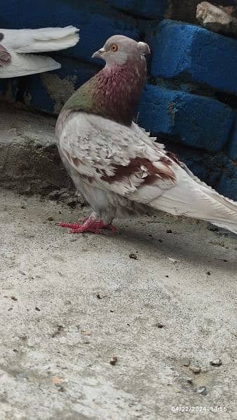 frill back beautiful breeder pair/fancy pigeon kabooter 1