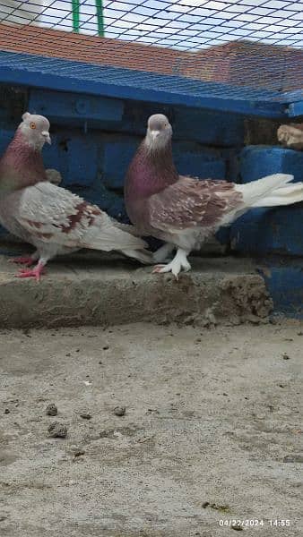 frill back beautiful breeder pair/fancy pigeon kabooter 2