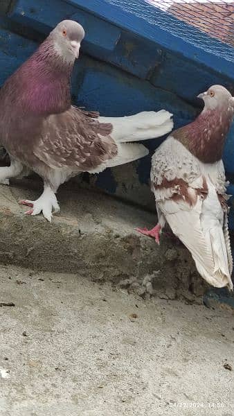 frill back beautiful breeder pair/fancy pigeon kabooter 3