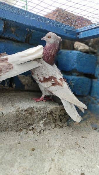 frill back beautiful breeder pair/fancy pigeon kabooter 4