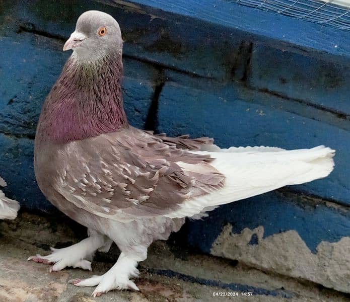 frill back beautiful breeder pair/fancy pigeon kabooter 5