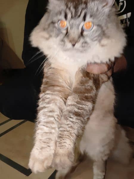 persian Cat 4