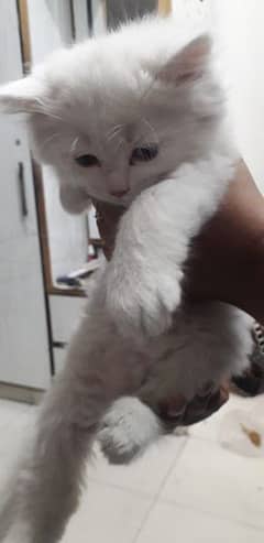 punch face triple coated puch face white kittens for sale