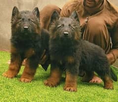German Shepherd long cute pair dog 3month for sale