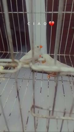 Exebition finches breader pair 0
