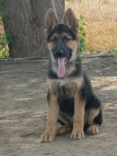 German Shepherd 3.5 months old puppy available
