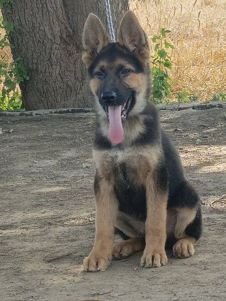 German Shepherd 3.5 months old puppy available 1