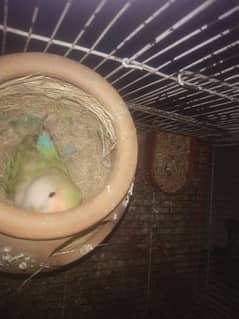 lovebirds green peach and rosy coli breeder pair