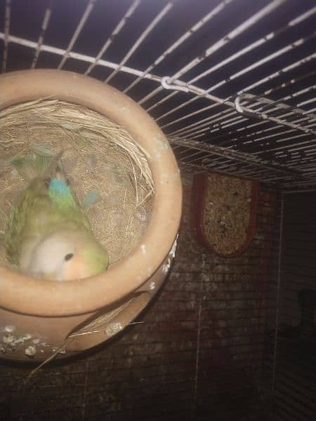 lovebirds green peach and rosy coli breeder pair 0