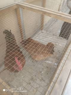 golden male and female hens pair for sale