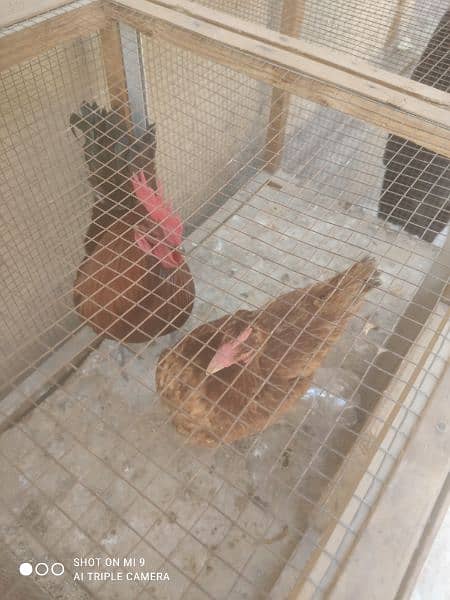 golden male and female hens pair for sale 1