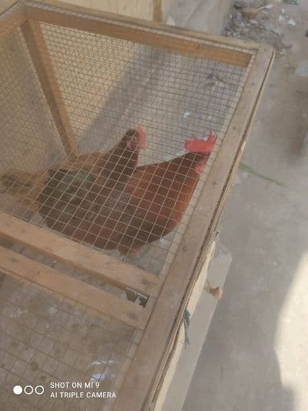 golden male and female hens pair for sale 2