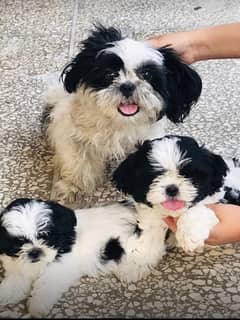 Shihtzu miniature puppies