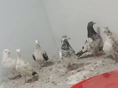 Pigeon diffrent types