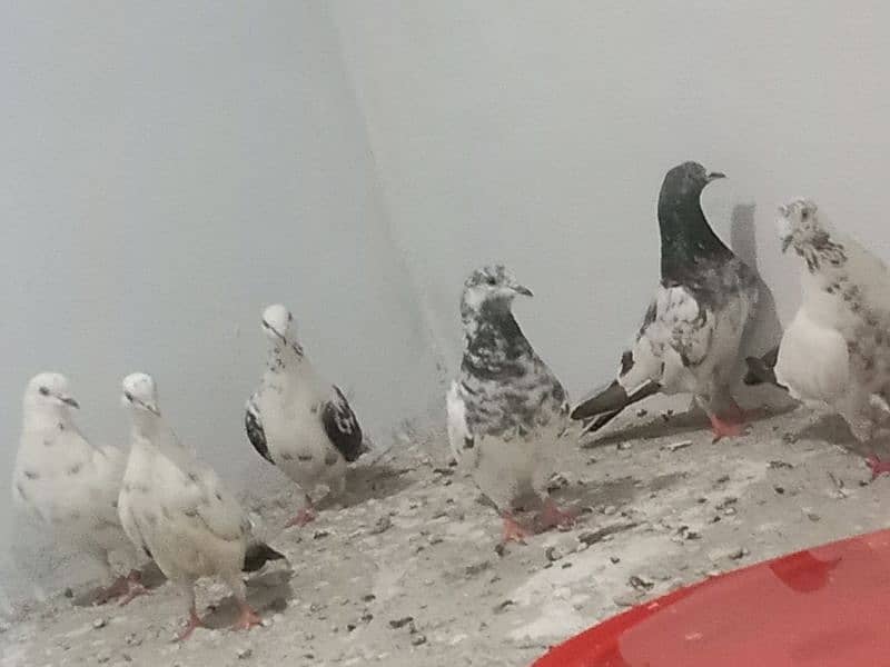 Pigeon diffrent types 0
