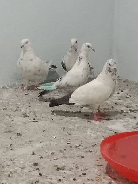 Pigeon diffrent types 1