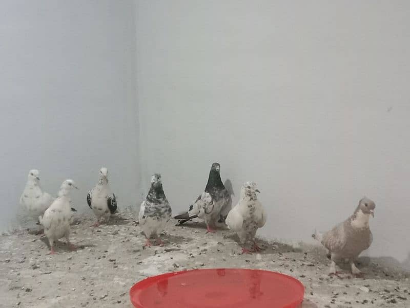 Pigeon diffrent types 3