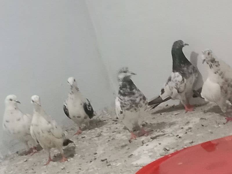 Pigeon diffrent types 5