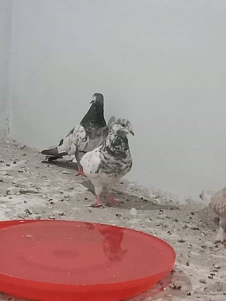 Pigeon diffrent types 8