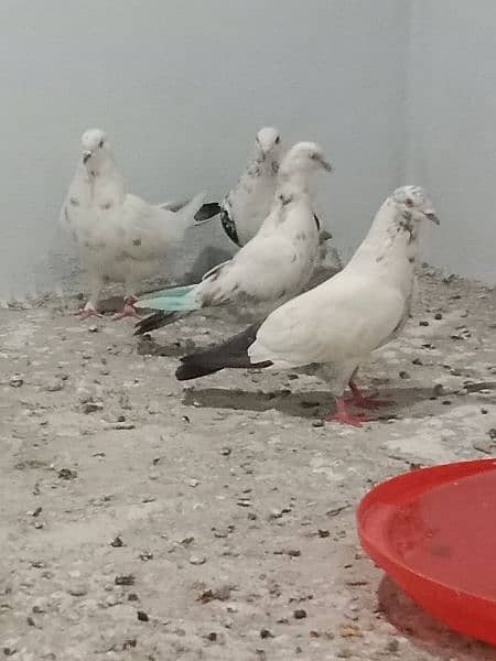 Pigeon diffrent types 9