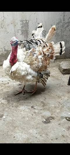 Aymcemani turky bird and all fancy chicks and breeder pairs