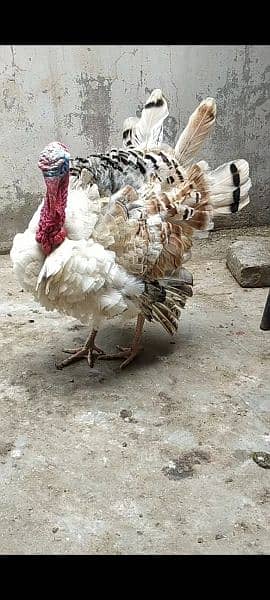 Aymcemani turky bird and all fancy chicks and breeder pairs 0
