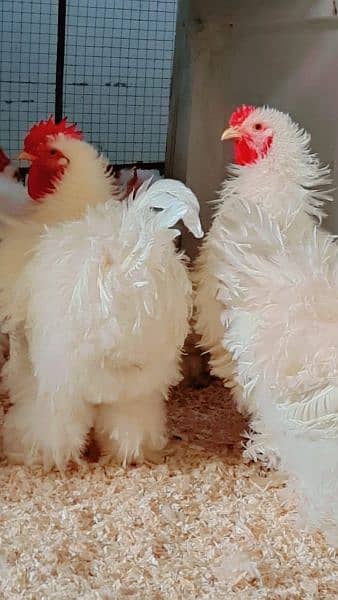 Aymcemani turky bird and all fancy chicks and breeder pairs 1