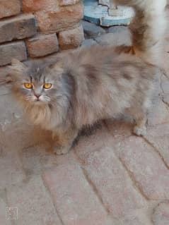 Russian  cat gray color
