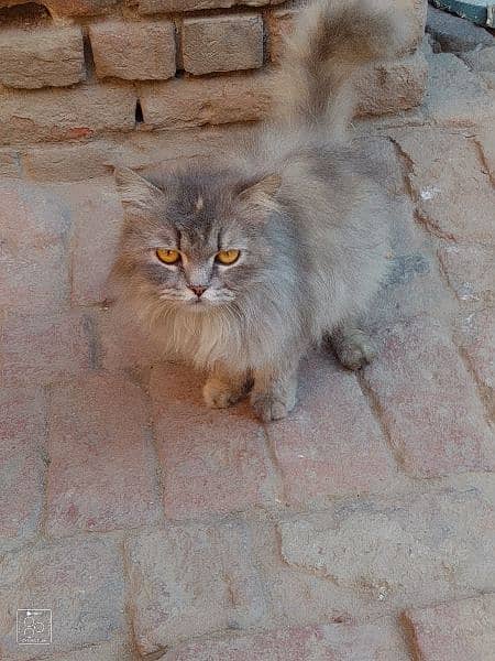 Russian  cat gray color 1