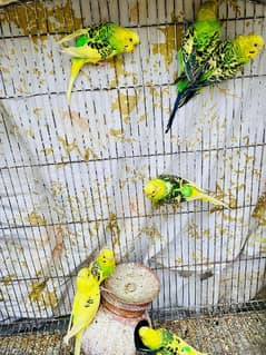 Australian parrot import from florida 0