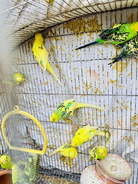 Australian parrot import from florida 1