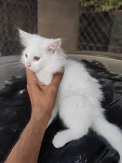 3 Persian kittens age 2 months