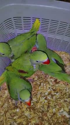 Kashmiri raw parrot  chiks