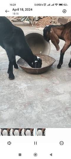 black betal male and. nagri female pair for sale
