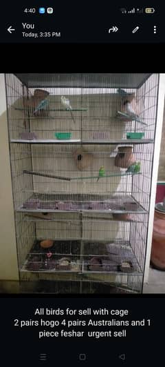 All birds for sell with cage