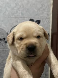 british labrador puppies available cute wide head punch face pupps