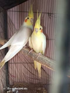 argent sell coktail pair 1.8 year age male and female 1.5