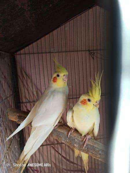 argent sell coktail pair 1.8 year age male and female 1.5 2