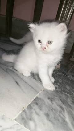 kitten available extreme punch face serious person contact 03214291667