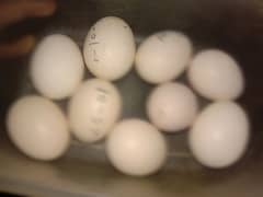 Aseel heera breed eggs for sale    03146402209