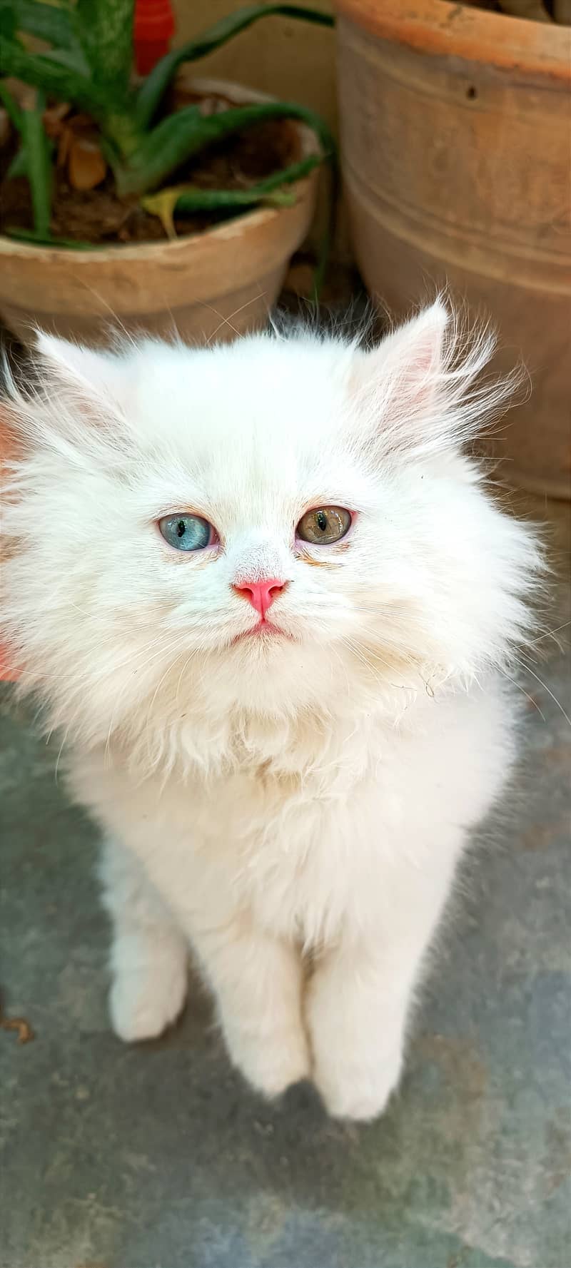 Persian cats/punch face/triple coated kitten's/kittens for sale 1