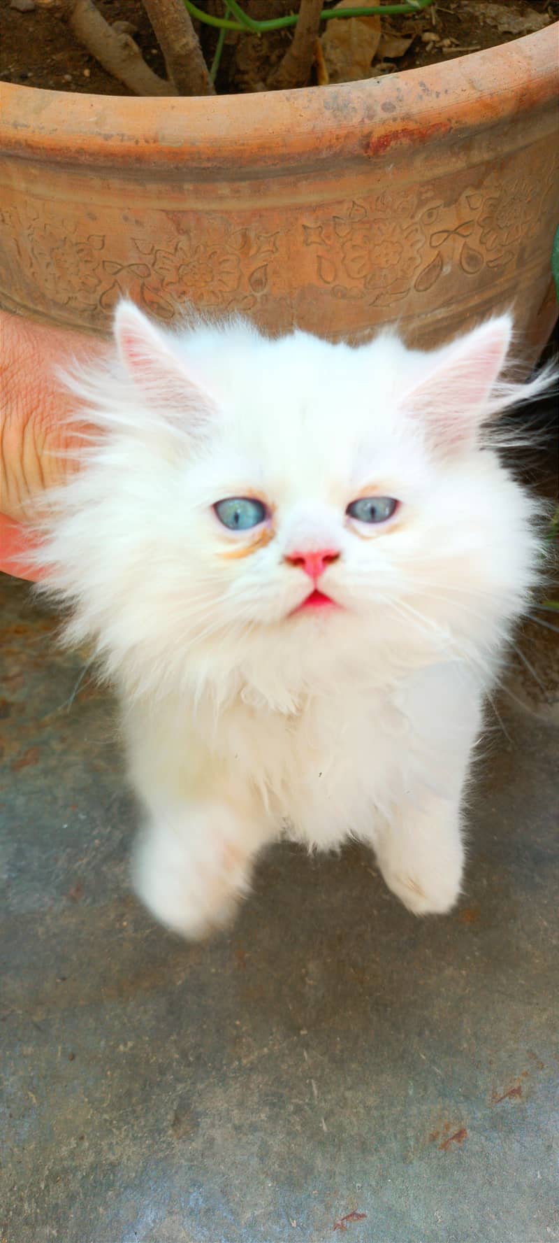 Persian cats/punch face/triple coated kitten's/kittens for sale 2