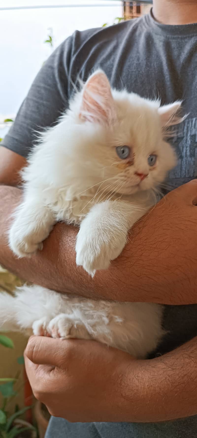 Persian cats/punch face/triple coated kitten's/kittens for sale 3