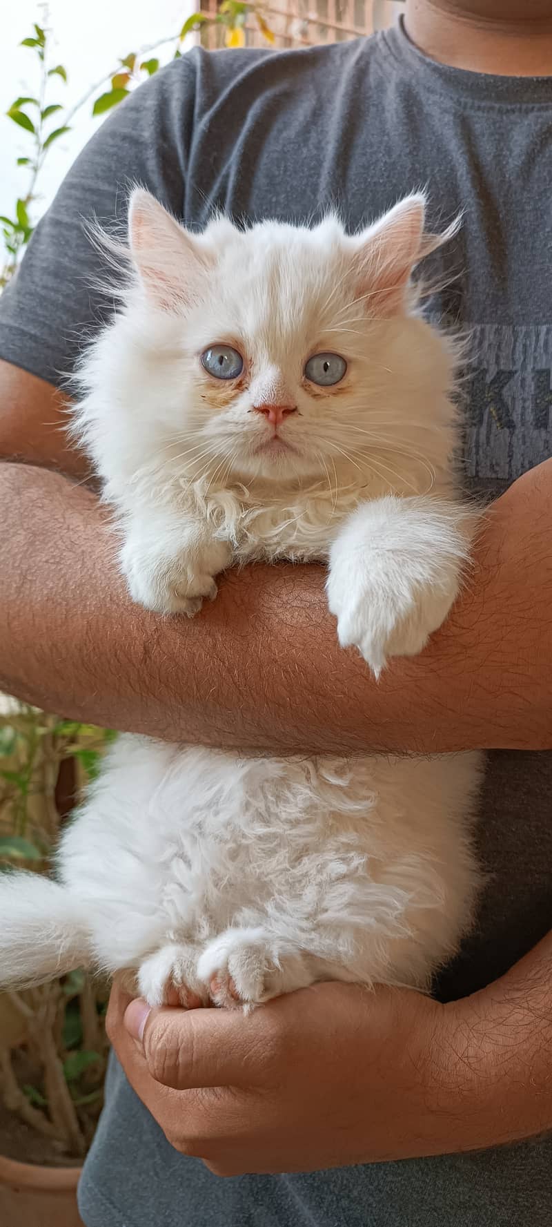 Persian cats/punch face/triple coated kitten's/kittens for sale 4