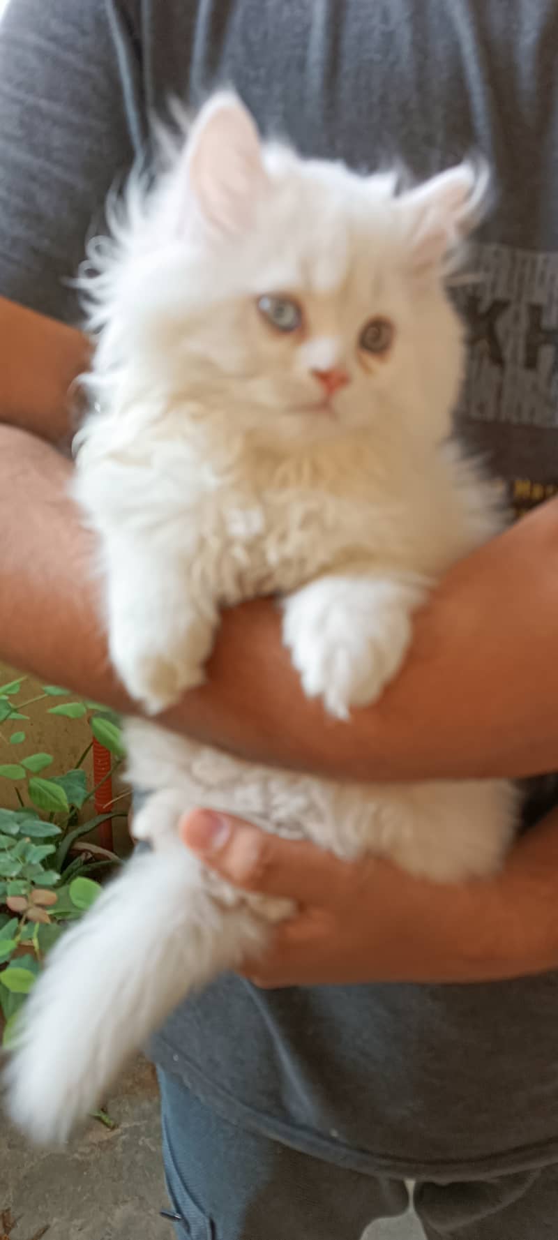 Persian cats/punch face/triple coated kitten's/kittens for sale 6